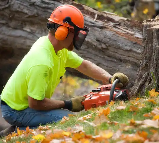 tree services Waterloo